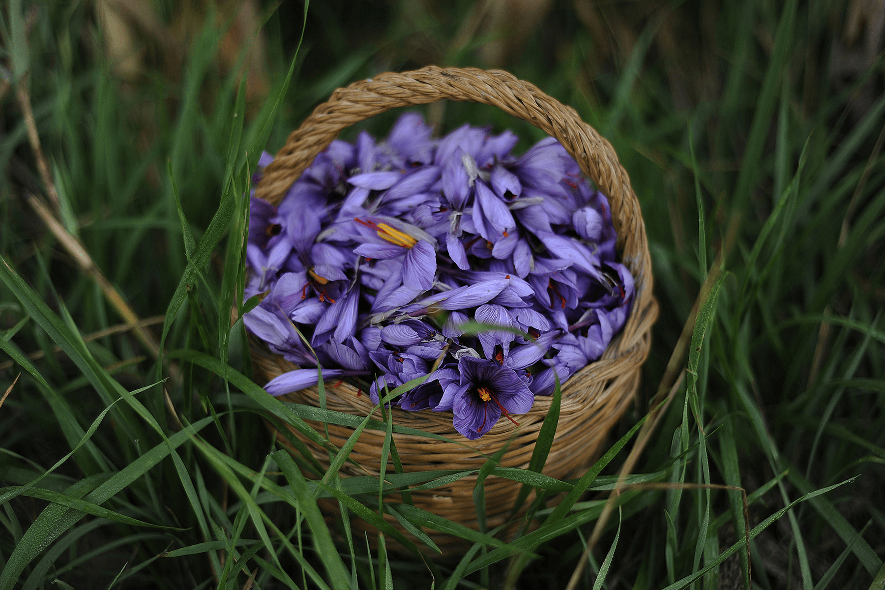 Studio La Regina - fiori di Zafferano Del Re